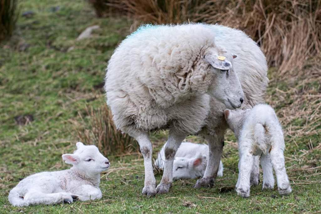 Вилла Devlin Farm Life Вэстпорт Экстерьер фото