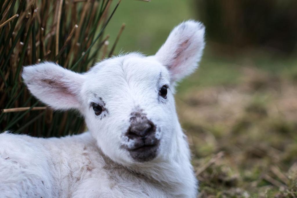 Вилла Devlin Farm Life Вэстпорт Экстерьер фото